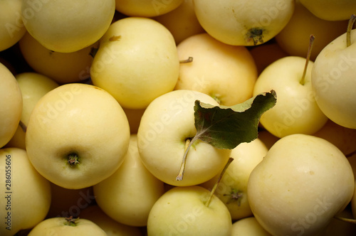 Obraz na płótnie A bunch of freshly harvested small apples. Close up background w salonie