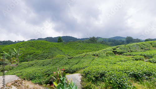 Panorama landscape with jungle and architecture in Cameron Highlands