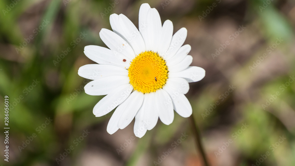 Obraz premium Daisy closeup. White petal. White and yellow. Summer mood and summer heat. Close-up blurred background. Meadow flowers.