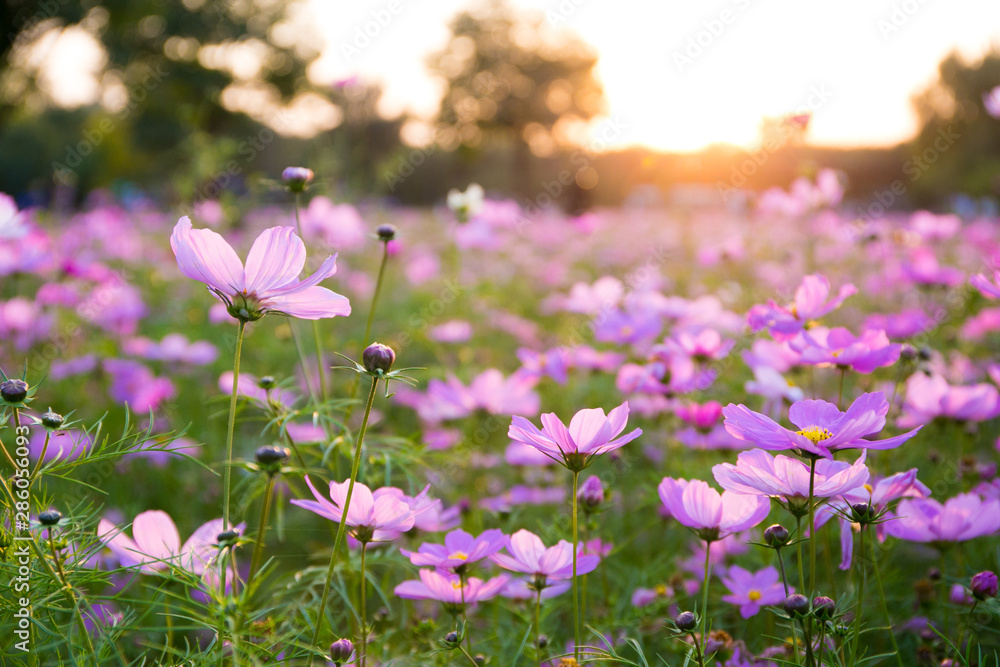 Cosmos in full bloom in Beijing Olympic Forest Park Cosmos in full bloom in Beijing Olympic Forest Park