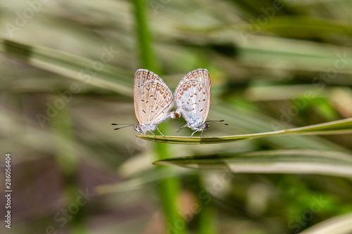 A mating pair of small butterfly, perching on the tip of a green plant, closeup. Indonesia