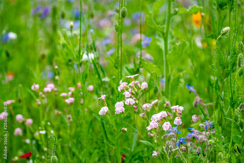 A meadow of wild flowers