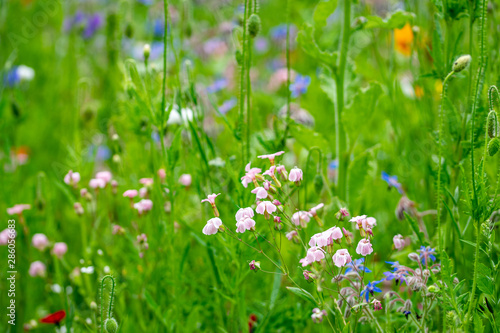 A meadow of wild flowers