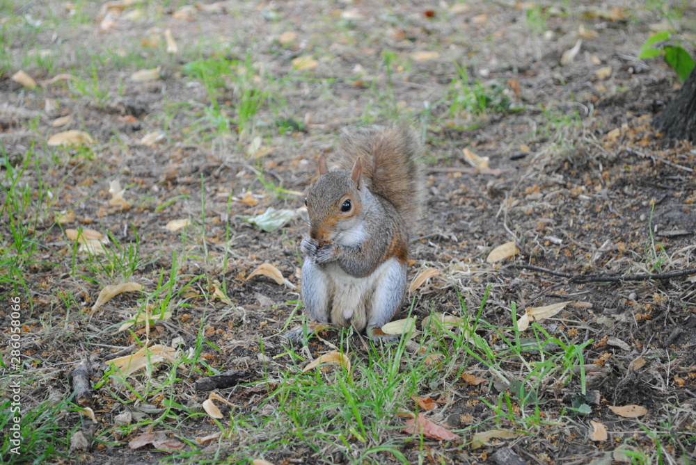squirrel in hyde park at London squirrel in hyde park at London