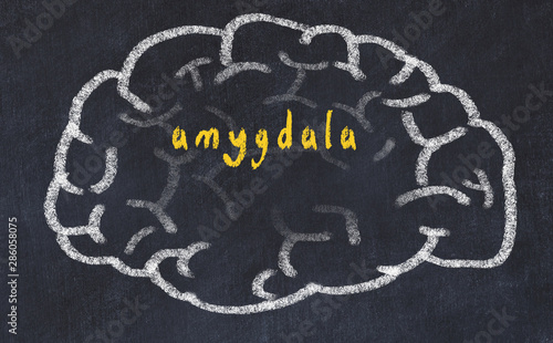Drawind of human brain on chalkboard with inscription amygdala photo