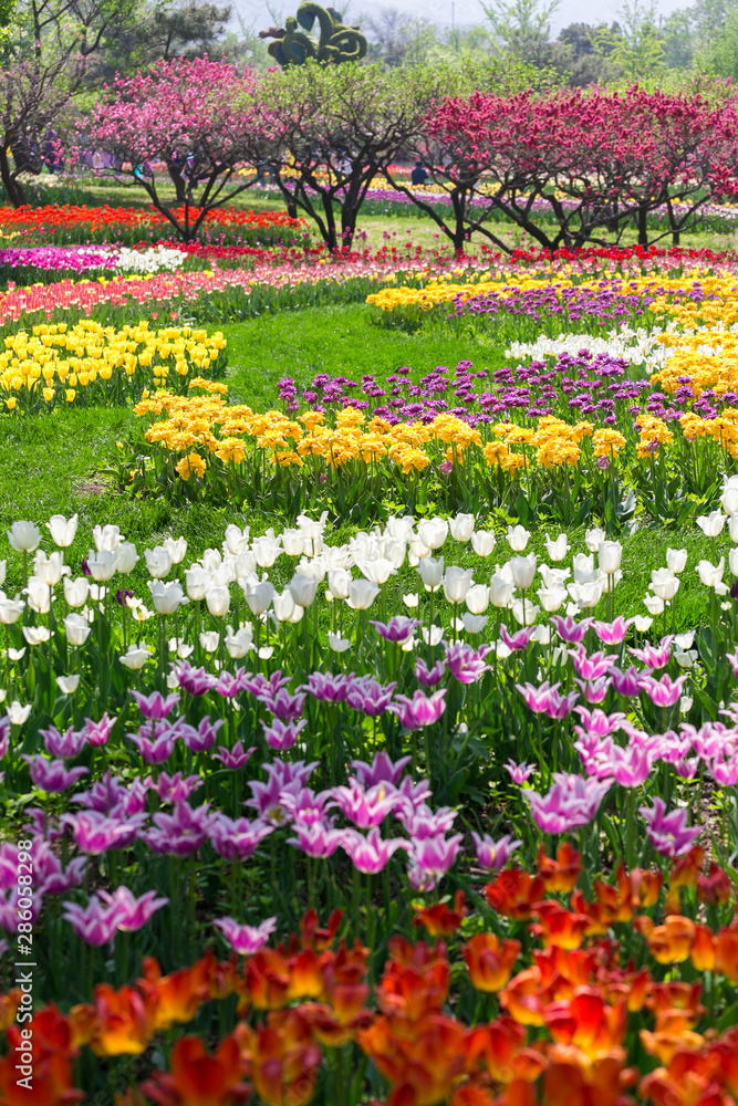 Beijing Botanical Garden Blooming Tulips
