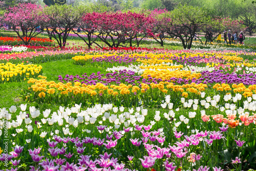 Beijing Botanical Garden Blooming Tulips