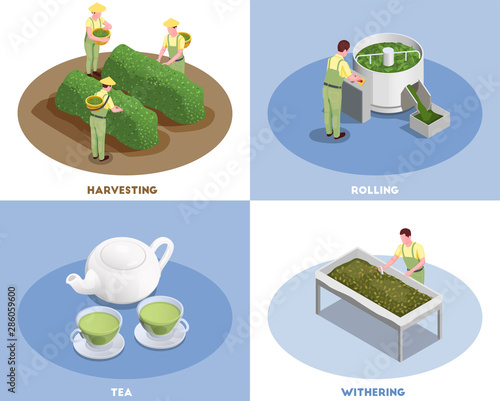 Tea Production Isometric Concept 