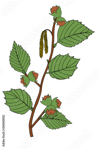 branch of hazel nuts with leaves vector illustration