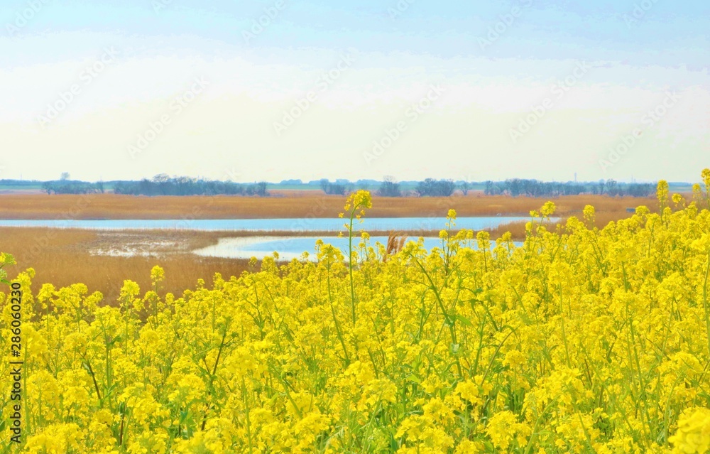 菜の花 春 風景 渡良瀬 栃木 菜の花 春 風景 渡良瀬 栃木