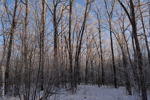 Snowy winter forest with trees covered by hoarfrost. Wonderland.