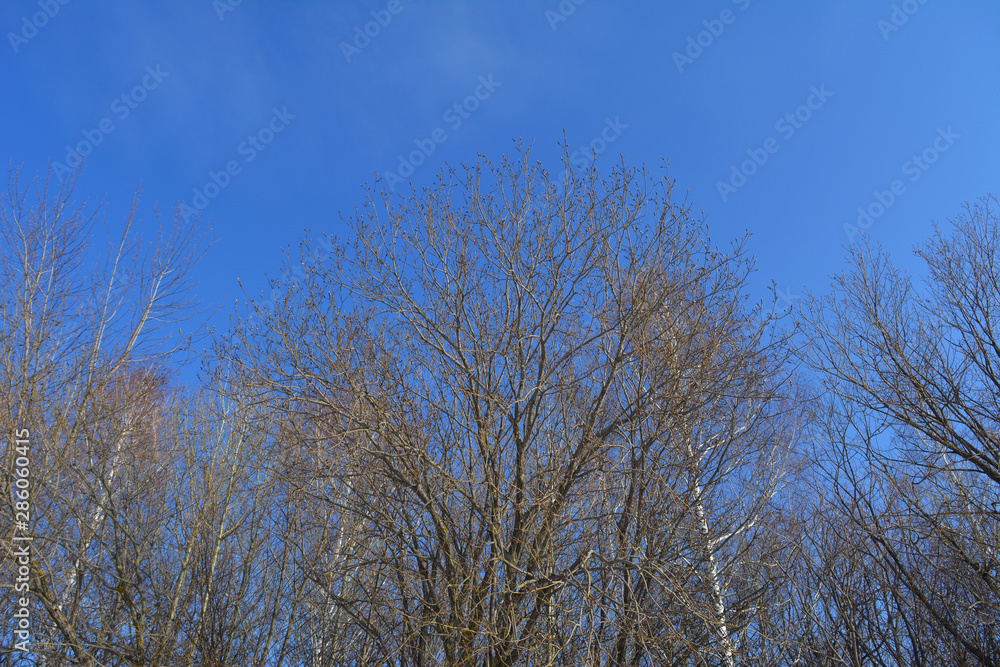 Forest in march. Trees on the background of clear blue sky. Forest in march. Trees on the background of clear blue sky.