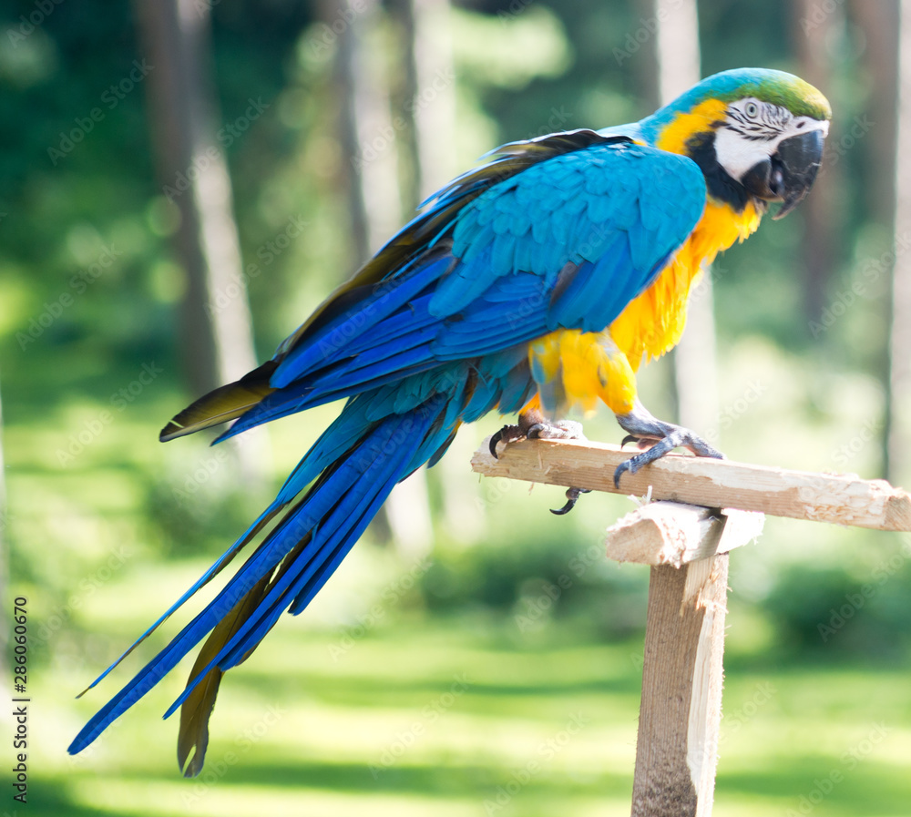 Obraz premium Macaw parrot