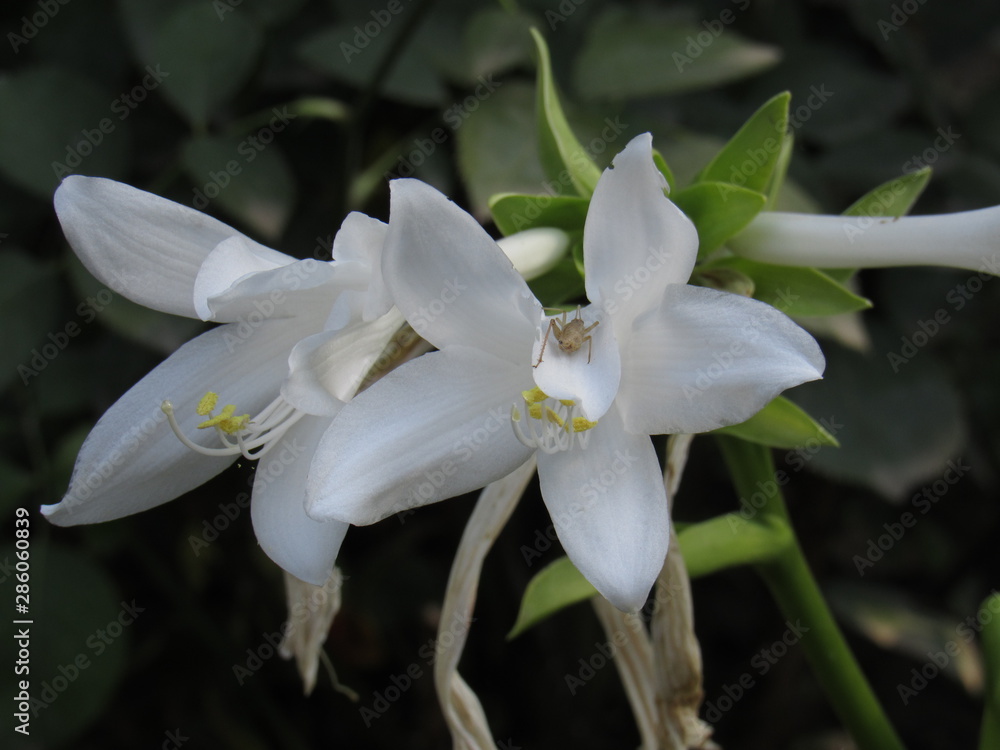 white calla lily white calla lily