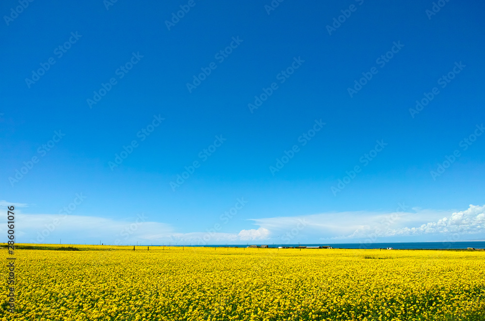 Qinghai Lake blooming canola flower Qinghai Lake blooming canola flower