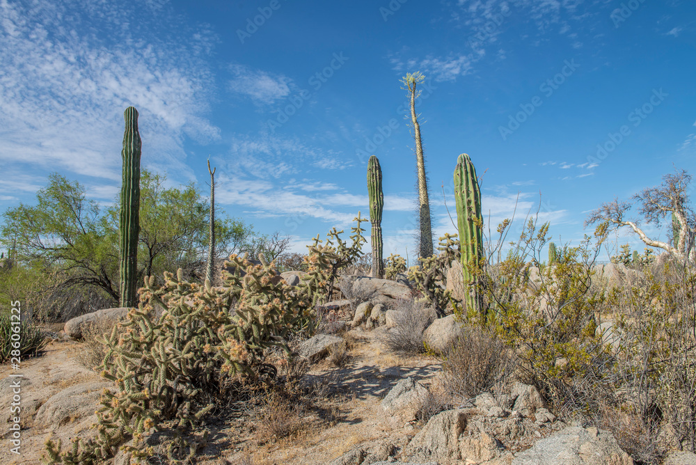 Cactus in the desert of Baja california peninsula. MEXICO