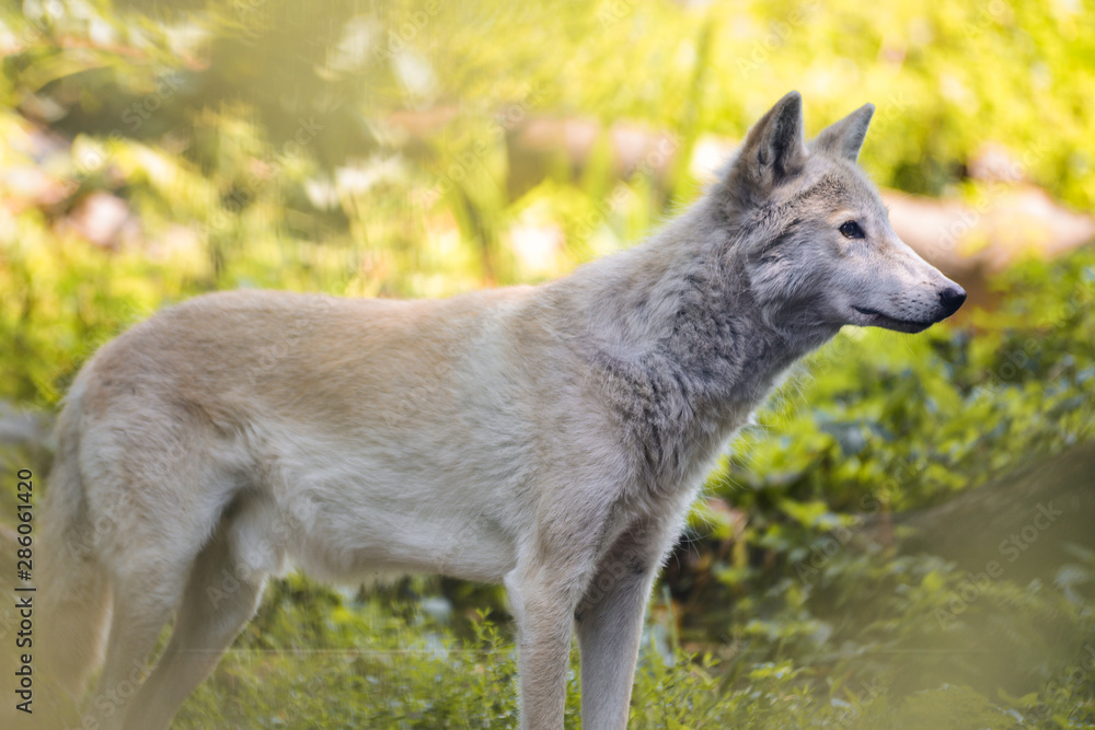 Fototapeta premium white steppe wolf