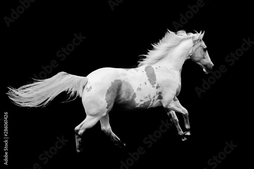 Paint horse running with black background