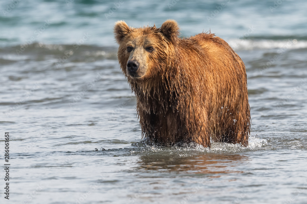 Ruling the landscape, brown bears of Kamchatka (Ursus arctos beringianus) Ruling the landscape, brown bears of Kamchatka (Ursus arctos beringianus)
