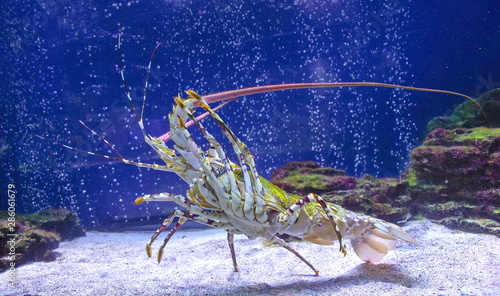 Foto Caribbean spiny lobster