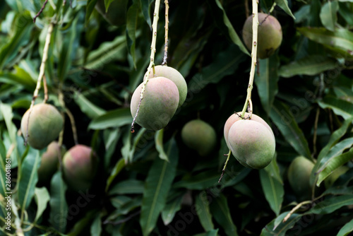 Bunch of green and yellow ripe mango on tree in Addis Ababa Ethiopia