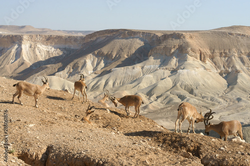 Obraz na plátně Young Nubian ibexes (Capra nubiana sinaitica) in Negev desert of southern Israel