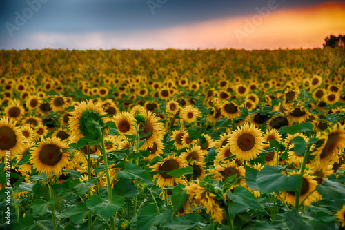Foto Girasoli