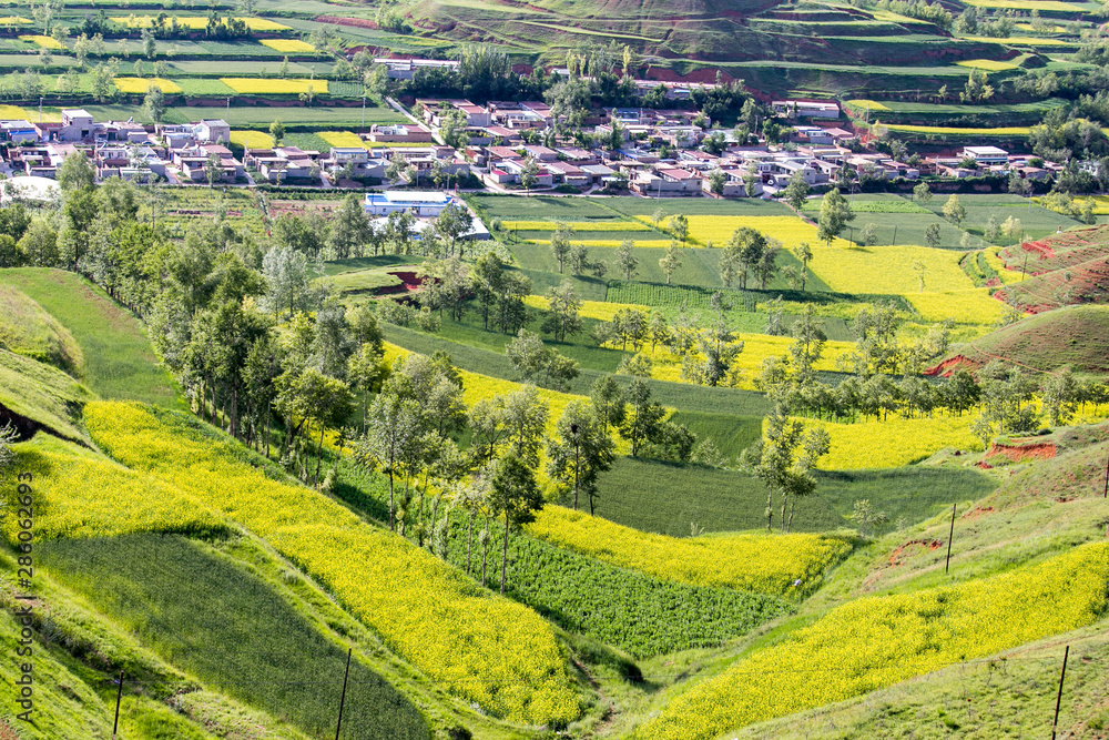 Obraz premium Qinghai Lake blooming canola flower