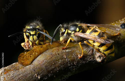 Wasp feeding on a syrup solution on a tree branch. © Paul