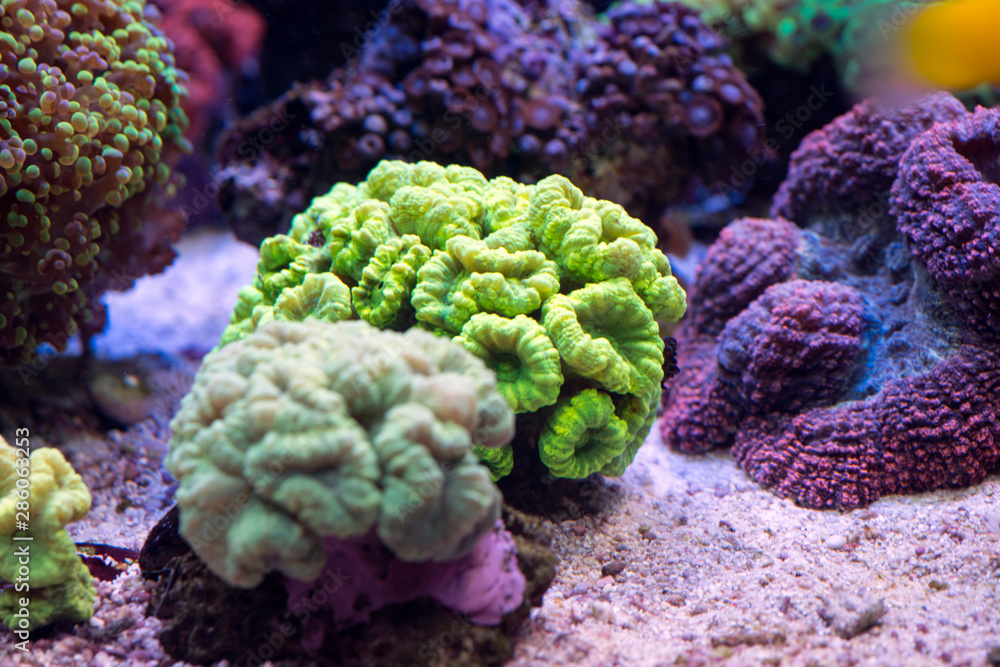 Fototapeta premium coral