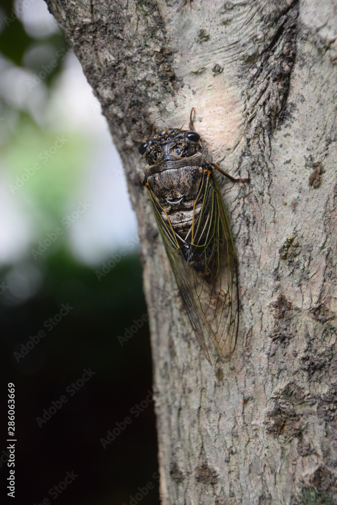 a japanese giant cicada (cryptotympana facialis) - top view / クマゼミの成虫(上から) a japanese giant cicada (cryptotympana facialis) - top view / クマゼミの成虫(上から)