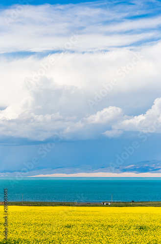 Qinghai Lake blooming canola flower