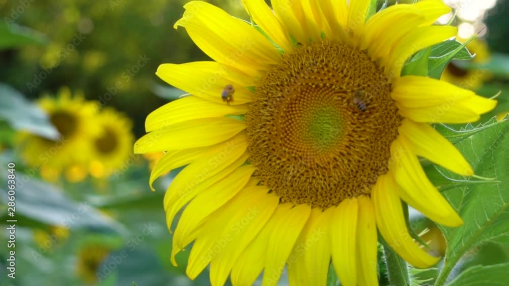 Sunflower closeup with bumblebee flying beside flower, slow motion Sunflower closeup with bumblebee flying beside flower, slow motion
