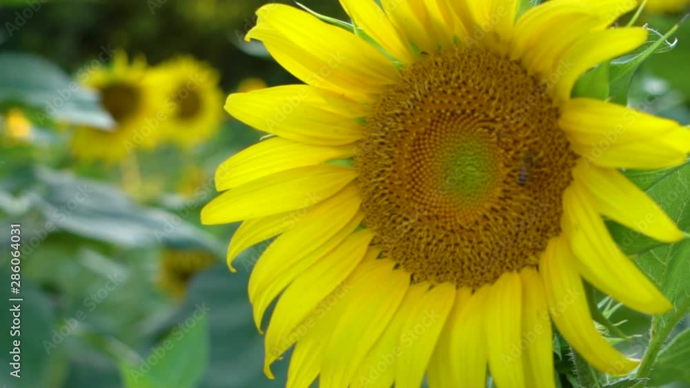 Wild honeybees peacefully pollinating a sunflower on a warm Spring day with sunlight bokeh in the background. Wild honeybees peacefully pollinating a sunflower on a warm Spring day with sunlight bokeh in the background.