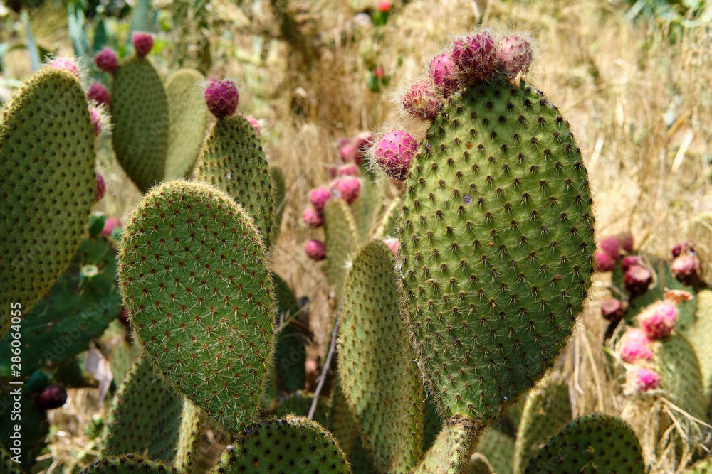 Corteccia Corteccia