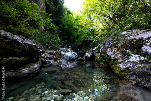 mountain river in the forest