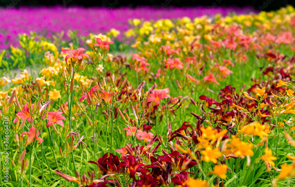 Colorful flowers in park of Hokkaido, japan Colorful flowers in park of Hokkaido, japan