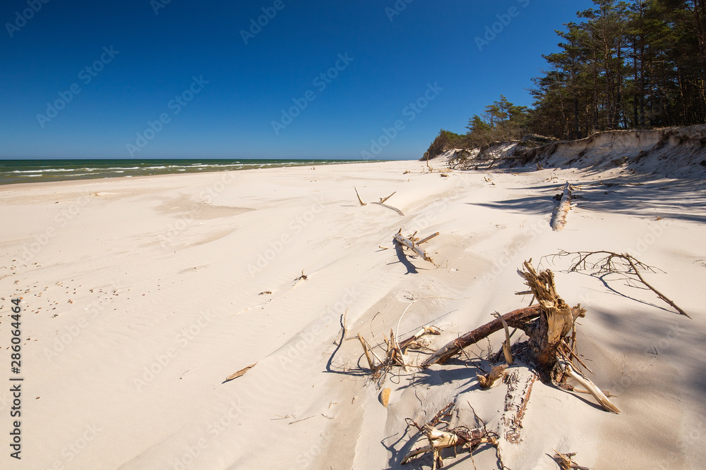 Obraz premium coast with the pine trees