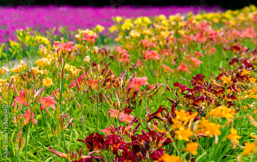 Colorful flowers in park of Hokkaido, japan © Hiromitsu Kato
