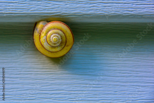 Live snail with sink on vinyl siding. A symbol of caution and forethought and slowness. Beautiful conceptual image of a snail and modern eco-friendly decoration materials.