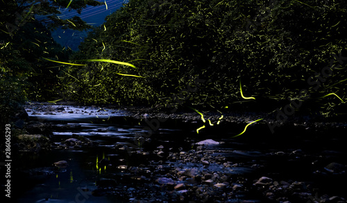 Fototapeta Naklejka Na Ścianę i Meble -  A clear stream where fireflies dance