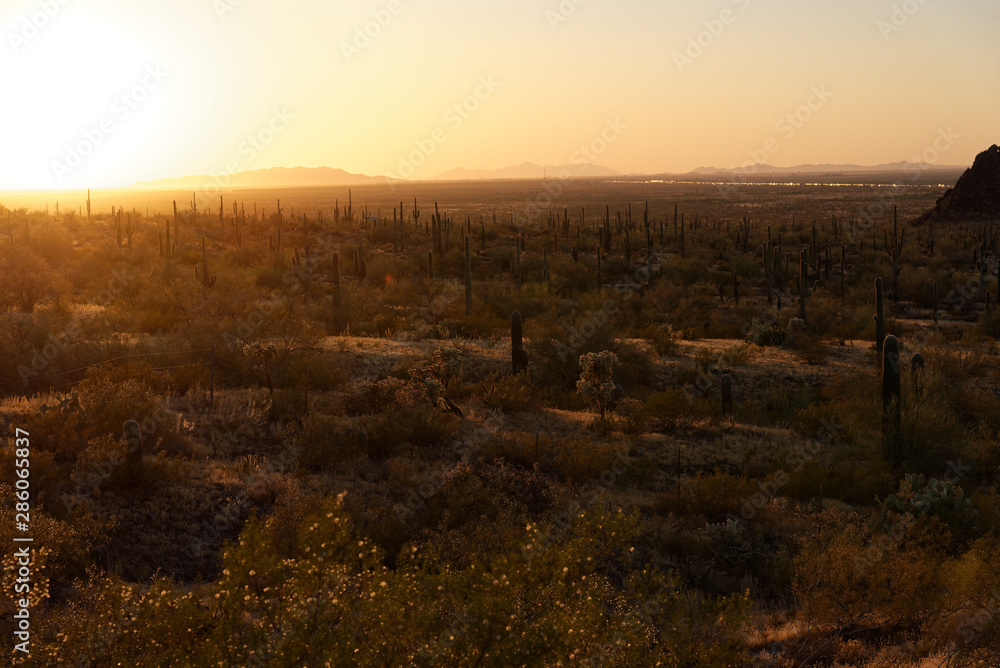 Saguaro cactus at dusk in Arizona