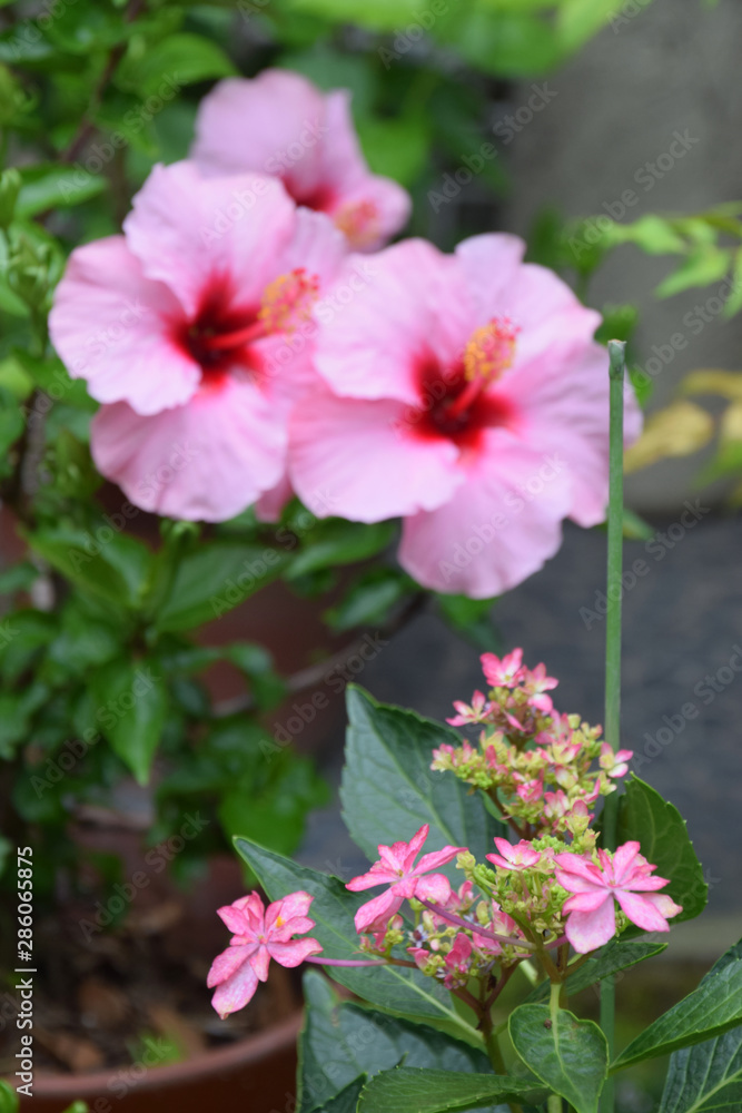 Pink Hydrangea And Pink Hibiscus Flowers ピンク色のアジサイとハイビスカスの花 日本庭園 Stock Photo Adobe Stock