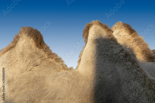 Humps of a camel on a blue background. Abstract image. photo