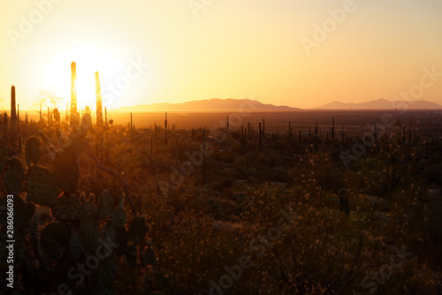 Saguaro cactus plants at dusk in Arizona