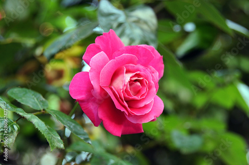 pink rose in garden