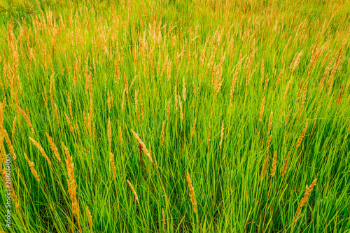 Fototapeta Naklejka Na Ścianę i Meble -  Thick grass in the meadow