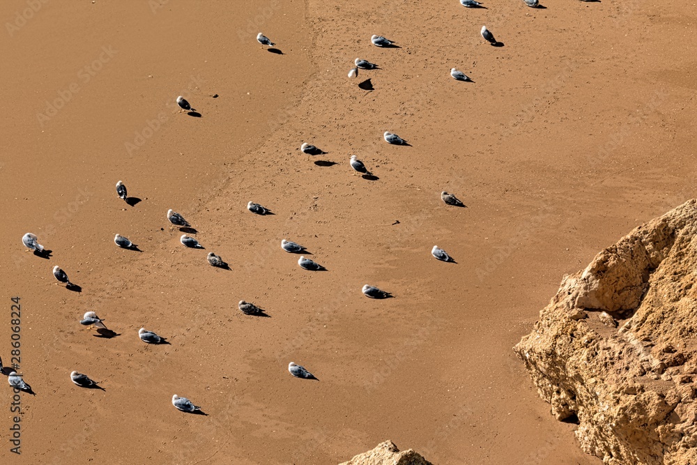 Beach top-down perspective bird's-eye view overhead view birds. Beach birds eye perspective. Beach top-down perspective bird's-eye view overhead view birds. Beach birds eye perspective.