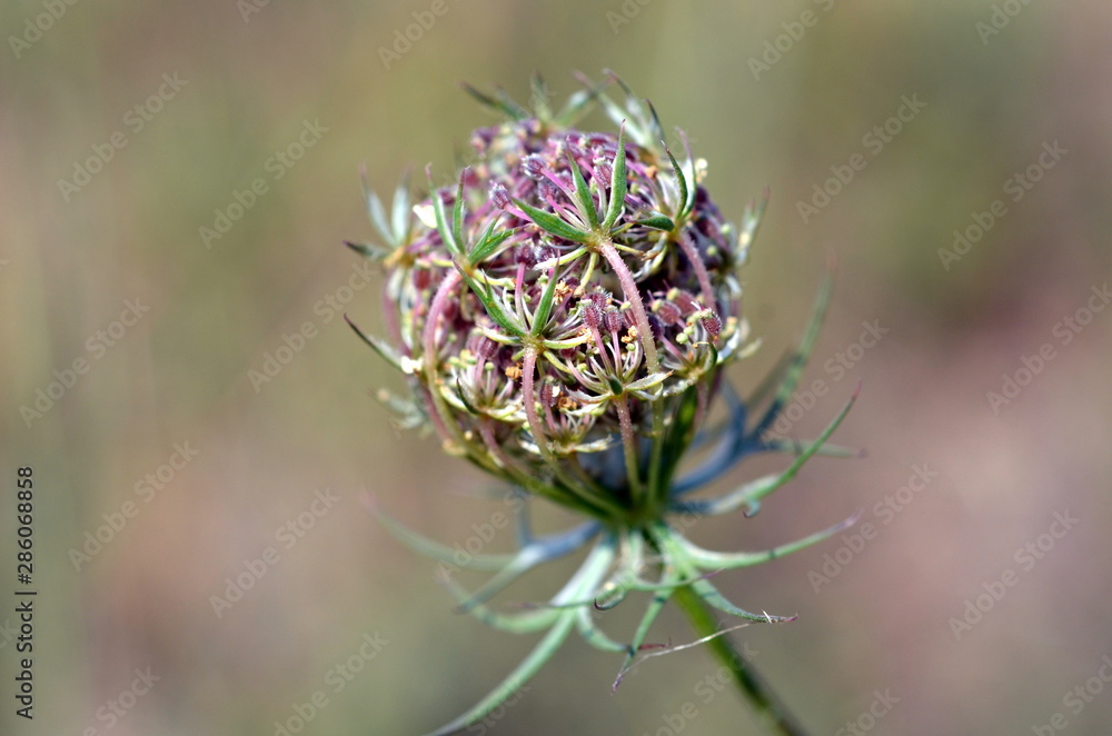 Nahaufnahme einer Wiesenkerbelblüte Nahaufnahme einer Wiesenkerbelblüte