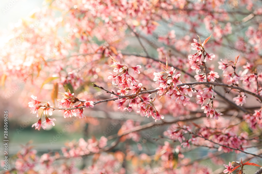 Sunset flowers - Prunus cerasoides or Wild Himalayan Cherry Sunset flowers - Prunus cerasoides or Wild Himalayan Cherry